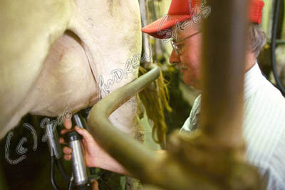 Brown Swiss dairy, OH