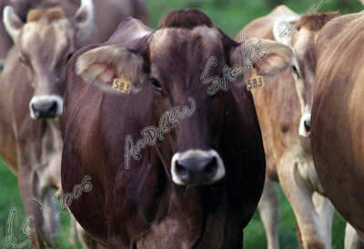 Brown Swiss dairy, OH