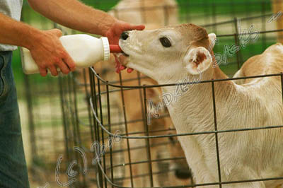 Brown Swiss dairy, OH