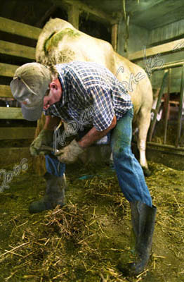 Brown Swiss dairy, OH