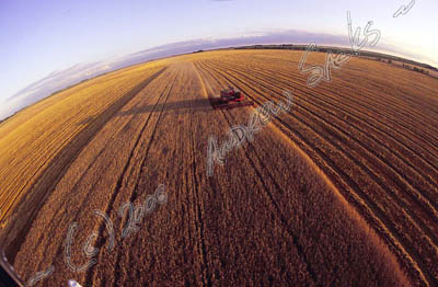 Wheat harvest, MN