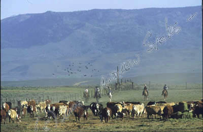 Cow calf ranch. WY