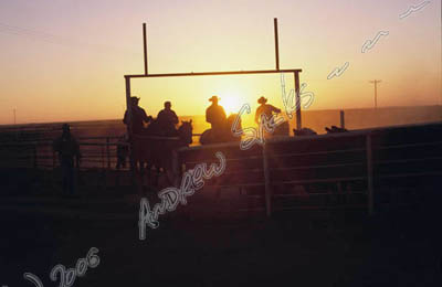 Cattle feedlot, TX