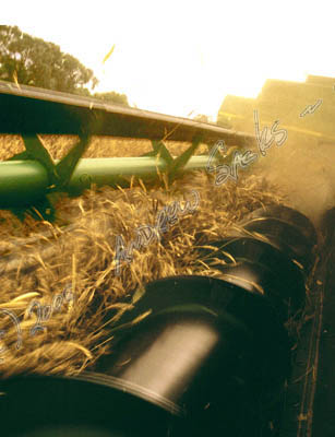 Wheat harvest, MN