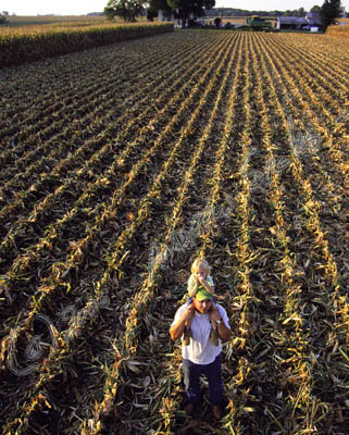 Corn field, IL