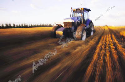 Wheat harvest, MN