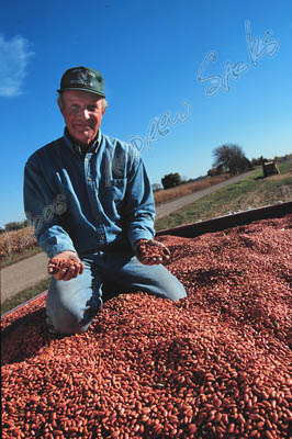 Red beans, MI