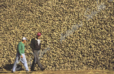 Sugar beet pile, MN