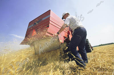 Wheat harvest, MN