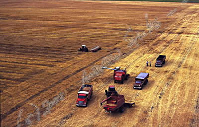 Wheat harvest, MN