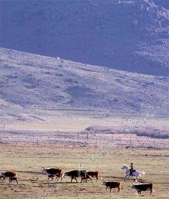 Cow calf ranch. WY