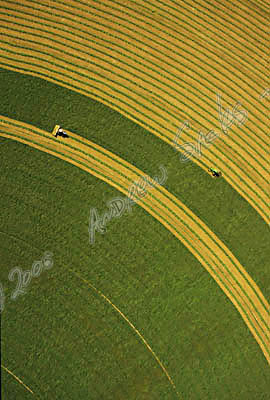 Alfalfa harvest, KS