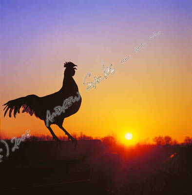 Rooster at dawn