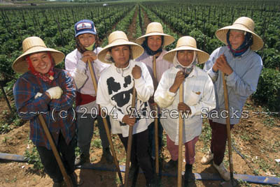 Harvest crew