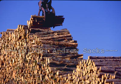 Paper pulp logs 