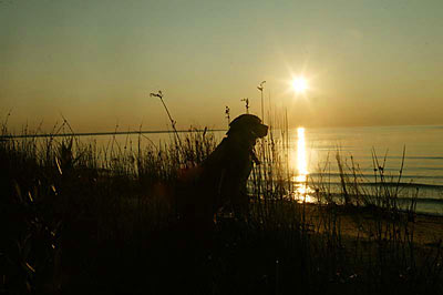 Dog admiring the sunset over Lake Michigan